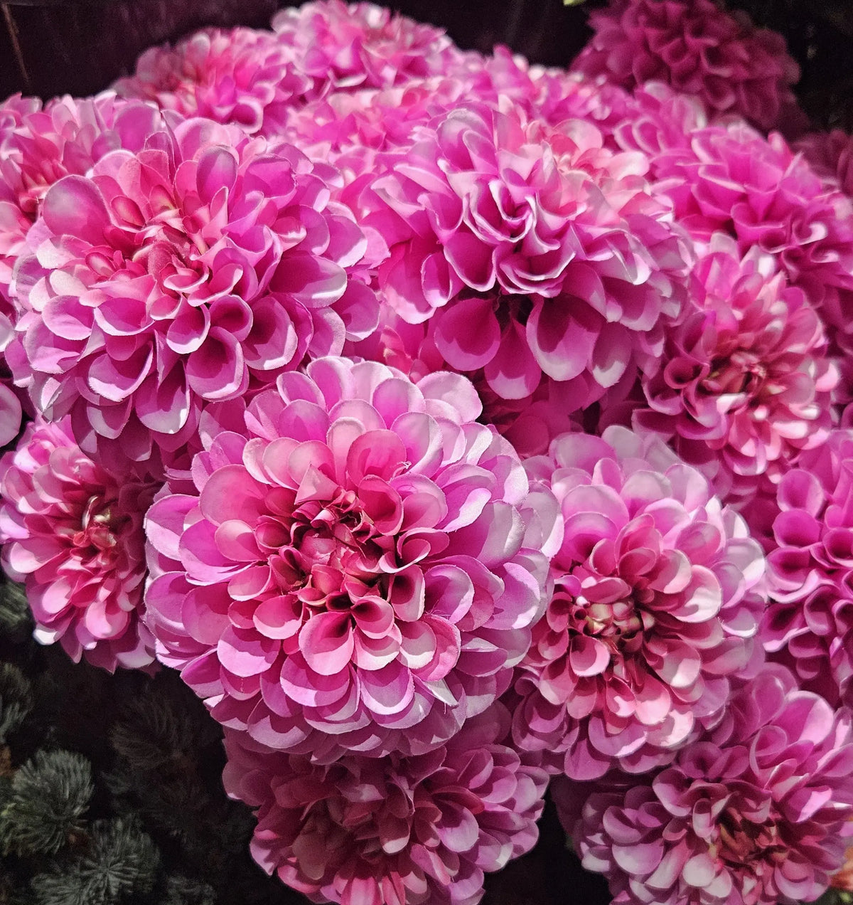 Sylxz Dahlia Bundel close-up – kunst dahlia