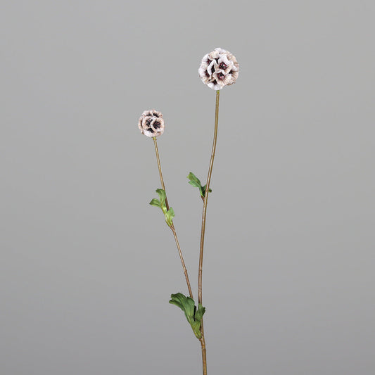 Scabiosa with 2 multiple fruits 63 cm cream