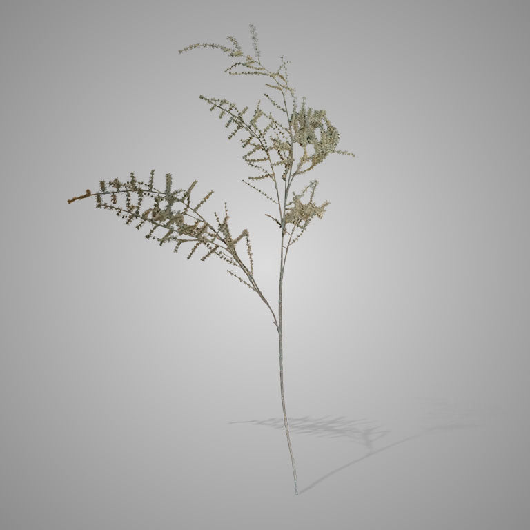 Asparagus Wild Grey Green H. 134 cm
